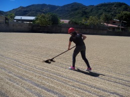 Maricruz raking coffee beans