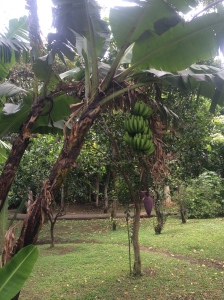 Banana plant (not tree) in InBio